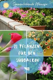 Pflanzen Fur Die Pralle Sonne Pflanzen Pflanzen Fur Pralle Sonne Balkon Pflanzen