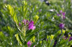Image result for Polygala xanthina