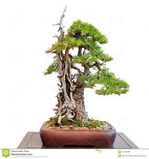 Pin Von Nitrudy Auf Bonsai