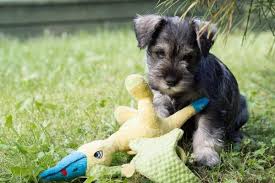 100% working line black sable puppies. 110 Best Names For Schnauzer Dogs