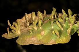 Image result for Vangueria infausta