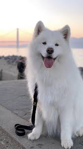 Black And White Fluffy Dog Breeds Pin De Wen Huang En Samoyeds Perros Y Cachorros Lindos Perros Perros Bonitos