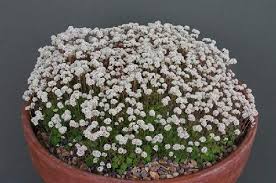 Image result for Crassula alsinoides