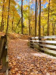 Image result for Cincinnobotrys