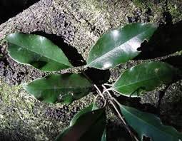 Image result for Olea capensis