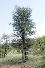 Image result for Balanites maughamii