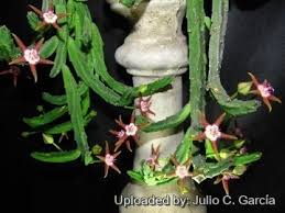 Image result for Eulophia flavopurpurea
