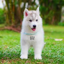 Just Arjuna Siberian Husky (@just.arjuna) • Instagram photos and videos