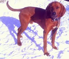 Black And Tan Coonhound For Sale In Michigan Pin On My Friends The Animals