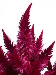 Celosia Celway Aka Flamingo Feathers July Flowers August Flowers Flower Garden Plants