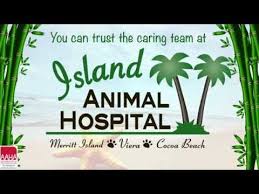 Island animal hospital specializes in the most advanced veterinary healthcare for pets, including dental cleanings,. Educational Videos For Pet Owners Island Animal Hospital