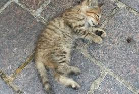 Bagi donan, bayi kucing tiga warna jantan selalu dimakan induknya itu mitos. Anak Kucing Mati Setelah Dilahirkan Ini Penyebabnya Myhewan
