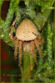 Image result for Centema subfusca