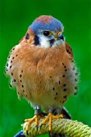 Local Birds In My Area Matthew Hicks Photography Animals Beautiful Birds Pet Birds