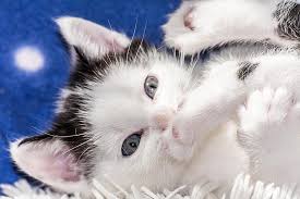 Yavru Kedi Kedi Bebek Kedi Yavrusu Genc Kedi Kedi Sokulmak Sevimli Hayvan Kedi Ailesi Kucuk Kediler Tatli Pikist