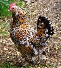 Pin On Chicken