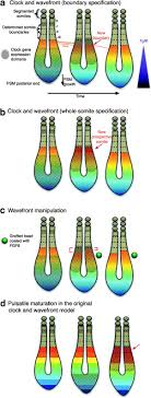 We did not find results for: Understanding The Somitogenesis Clock What S Missing Sciencedirect