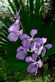 Image result for Vanda coerulea