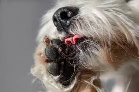 Dogs Chronic Toe Licking Sydney Vet Specialists