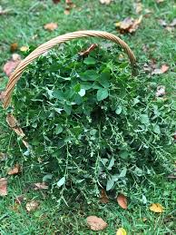 Image result for Sida chrysantha