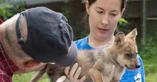 What Do Veterinarians Do? Care for Young Wolves
