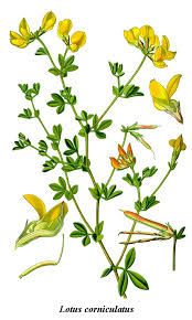 Image result for Lotus mlanjeanus