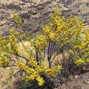 Image result for Entada abyssinica