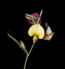 Image result for Argyrolobium rupestre