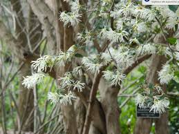 Le lagerstroemia est un superbe arbuste qui fleurit tout l'été. Des Arbustes Decoratifs Toute L Annee