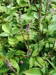 Image result for Achyropsis