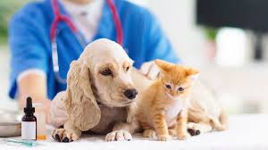San marcos veterinary clinic 145 s. The Best Veterinarians In Kansas City