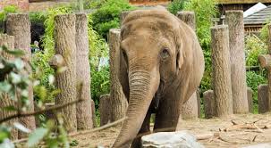 Chester Zoo Family Package The Hollies Farm Shop