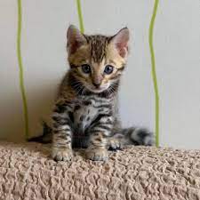 Fake ads are cheating the visitors and they are facing lots of problems. Bengal Kittens For Sale Near Me Home Facebook