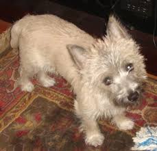 This small dog is confident and friendly. Toxirn Dog Breed Information And Pictures