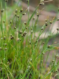 Image result for Isolepis setacea