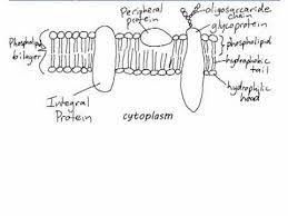 The plasma membrane (also called the cell membrane ) is a lipid bilayer that is common to all living cells. Ib Biology 2 4 1 Drawing A Plasma Membrane Youtube