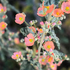 Smoky valley ranch, logan county, kansas. Desert Globe Mallow Justina Blakeney Justinablakeney On Instagram I 39 M Decent At Plant Names But Terr Mallow Plant Desert Flowers Flowers Photography