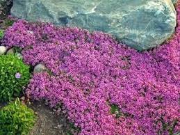 Creeping Thyme Seeds Magic Carpet Thymus Serpyllum Perfect For Edging The Flower Border Rock Gardens Walkways Patios And Containers Landscaping With Rocks Ground Cover Plants Creeping Thyme