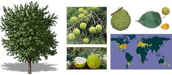 Image result for Maclura africana