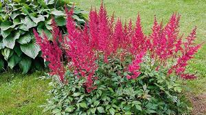 Your dog can easily sniff or play with them because they are completely safe. 5 Kid Safe Plants For Your Shade Garden