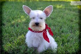 Find puppies in your area and helpful tips and info. Pin On Schnauzers