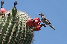 Jumping out of a moving car is not something to be taken lightly. Saguaro Wikipedia