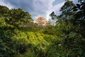 Coffee is one of the biggest businesses in the world and a very interesting product to learn about. Visiting A Coffee Plantation In Costa Rica Go Visit Costa Rica