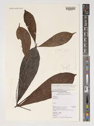 Image result for Corynanthe