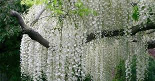 We did not find results for: White Flowered Trees Desktop Nexus Wallpapers White Flowering Trees Flowering Trees Wisteria Tree