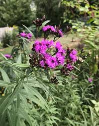 Ironweed, Veronina missurica - Designs By Nature, LLC