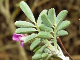 Image result for Tephrosia richardsiae