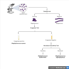 Image result for Staphylococcus Saprophyticus