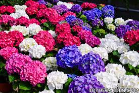 Maybe you would like to learn more about one of these? Hydrangea Color Change How To Turn The Flowers Blue