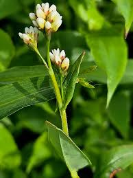 Image result for Persicaria meisneriana